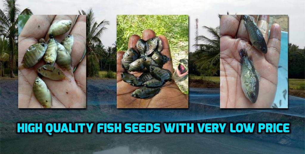 mekkara fish hatchery thrissur