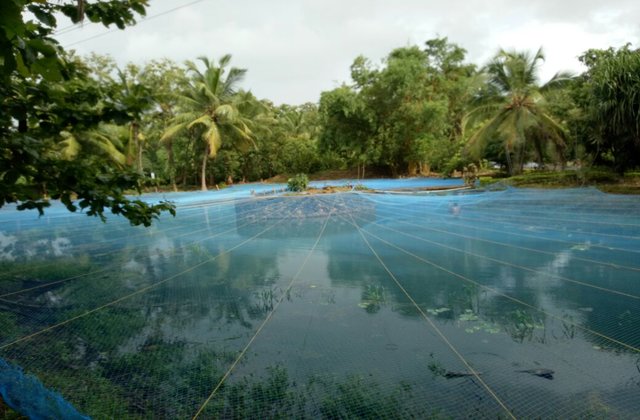 Mekkara Fish Hatchery Thrissur