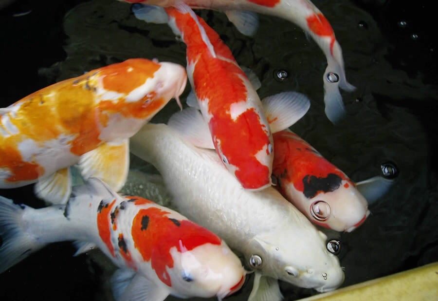 KOI KARP
