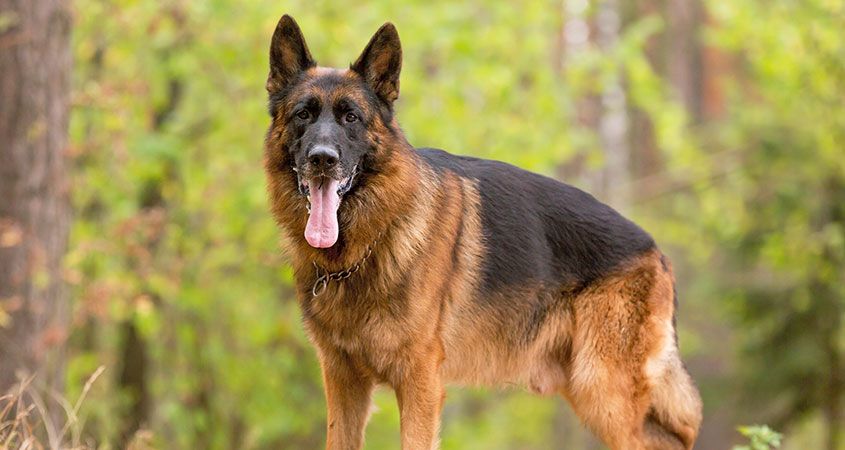 GERMAN SHEPHERD