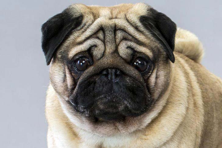  PUG
