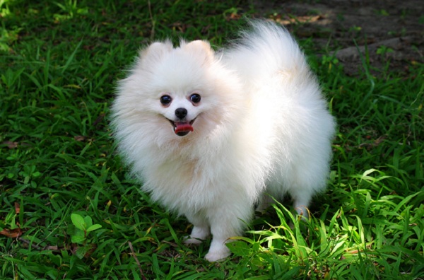POMERANIAN