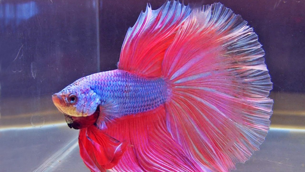 SIAMESE FIGHTING FISH