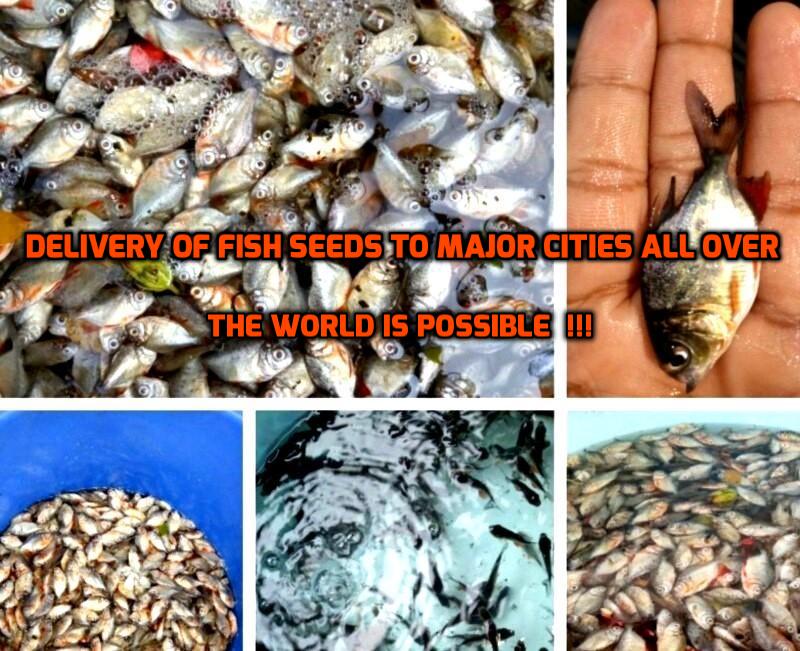 mekkara fish hatchery thrissur