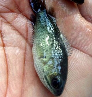 mekkara fish hatchery thrissur