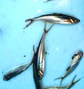 mekkara fish hatchery thrissur