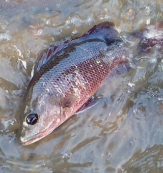 mekkara fish hatchery thrissur