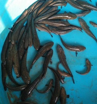 mekkara fish hatchery thrissur